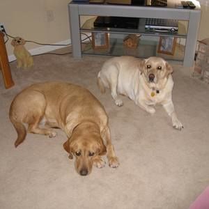 Meet your Posher, Steve